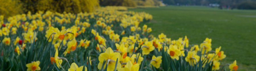 tulipani